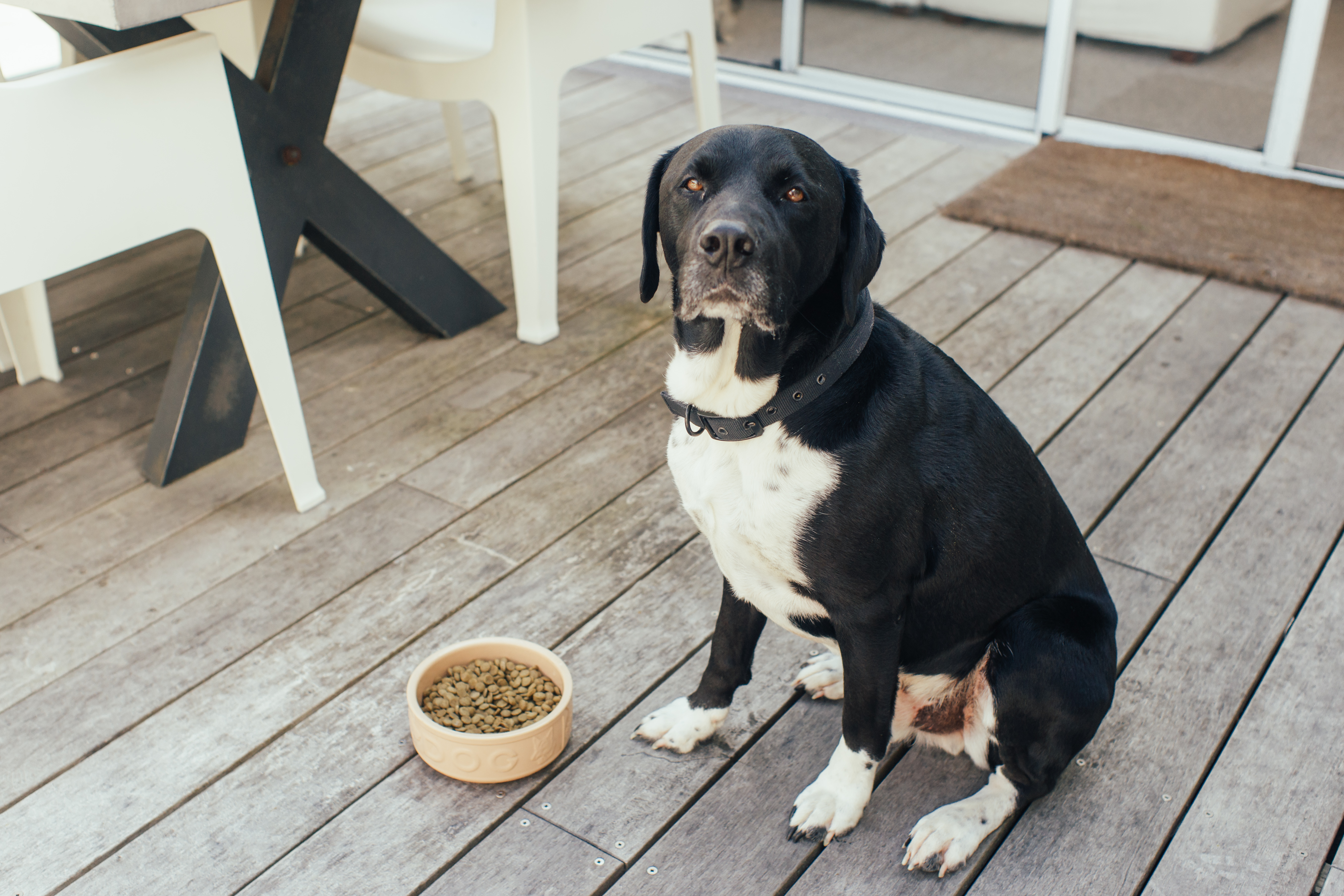 Tips for feeding fussy dogs food for fussy dogs Feed My Furbaby